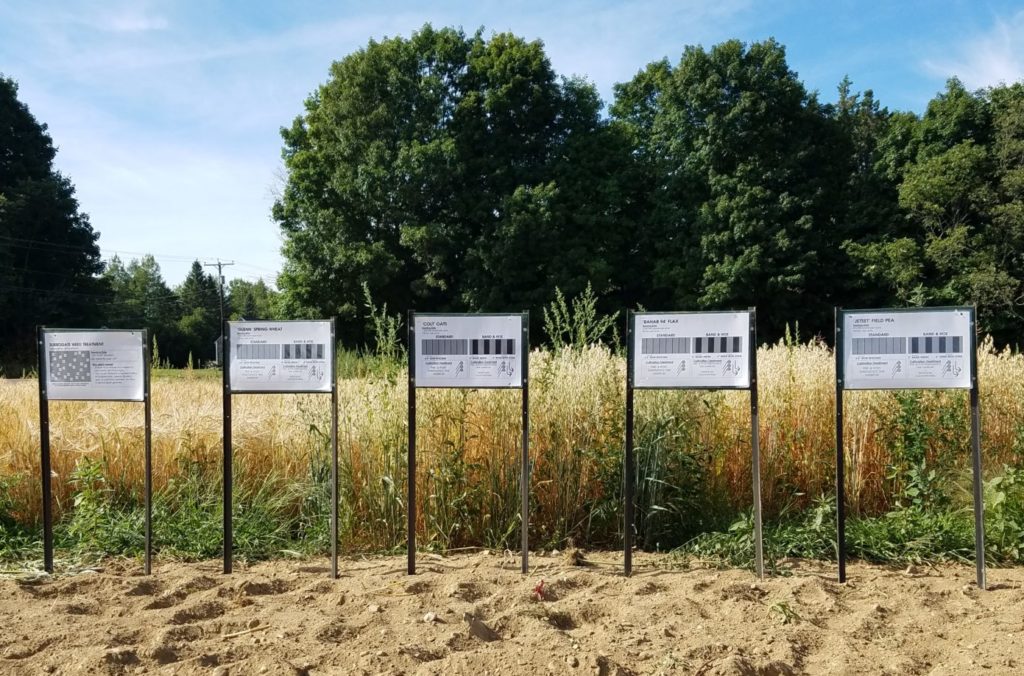 Cover crop experiment at Rogers Farm Forage and Crop Research Facility in Orono, Maine. Photo credit: Reana Kovalcik.