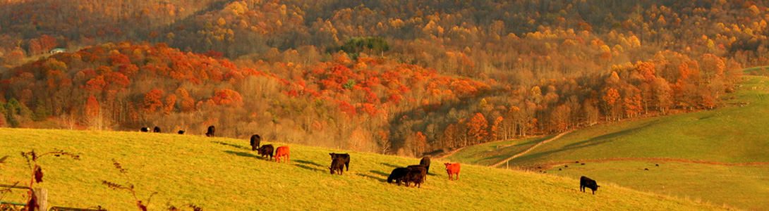 Creative Commons Licensed. Photo Credit: USDA