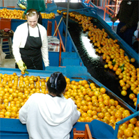 FSMA orange packing line